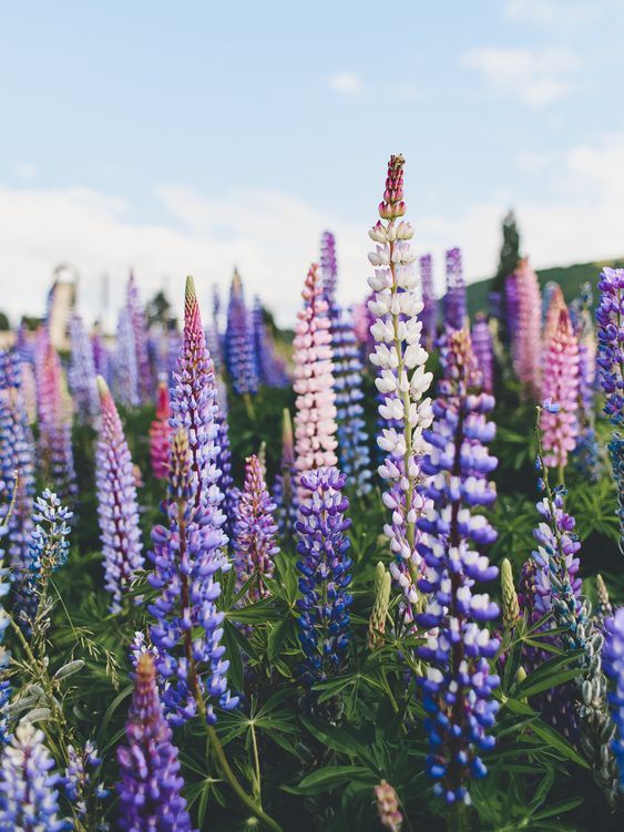 Was ist die Lupine? – Die vielseitige Pflanze hinter dem Lupinenkaffee