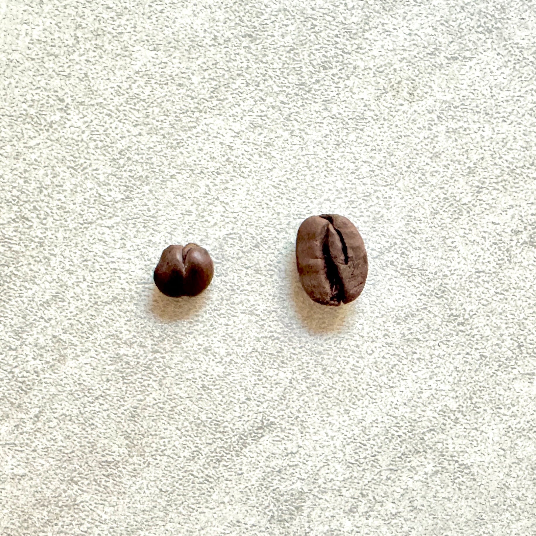 Lupinenkaffee vs. Bohnenkaffee: Die wichtigsten Unterschiede